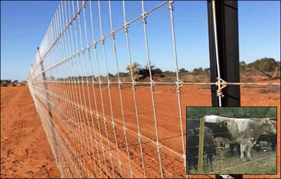 Hot dipped galvanized mesh fence with hinge joint for cattle farming