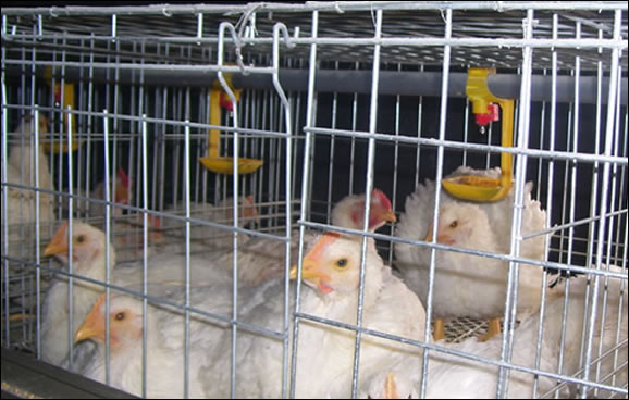 Zinc Coated Welded Mesh Sheets for Poultry Plants